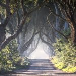 Dark Hedges B&B accommodation